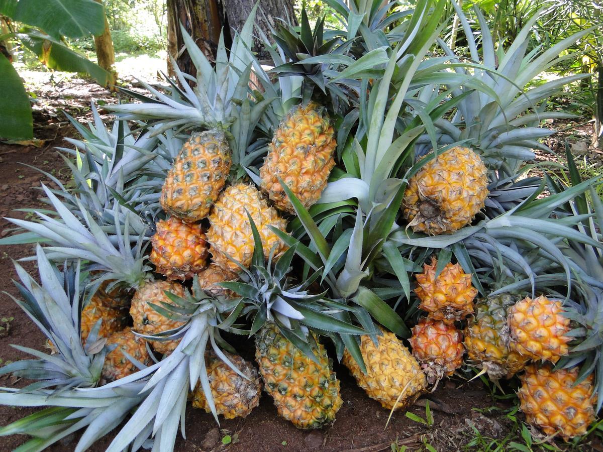 אל סוברביו Yasi Yatere Reserva Agroecologica מראה חיצוני תמונה